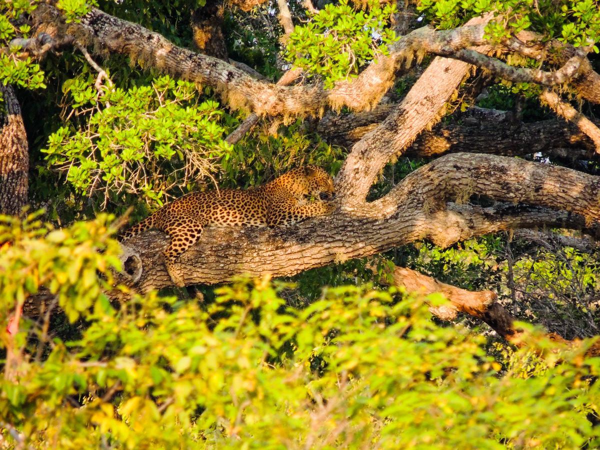Shaa Lodge Tissamaharama Kültér fotó